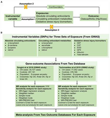 Genetic liability for diet-derived circulating antioxidants, oxidative stress, and risk of osteoarthritis: a Mendelian randomization study